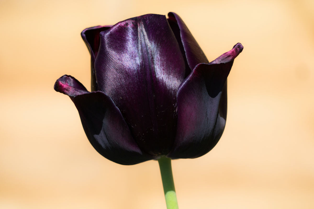 Flores negras