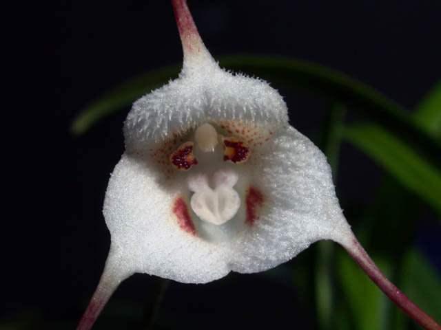 orquídea cabeza de mono