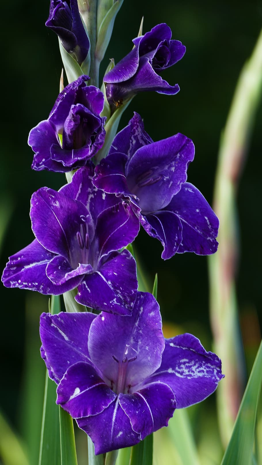 gladiolo lila