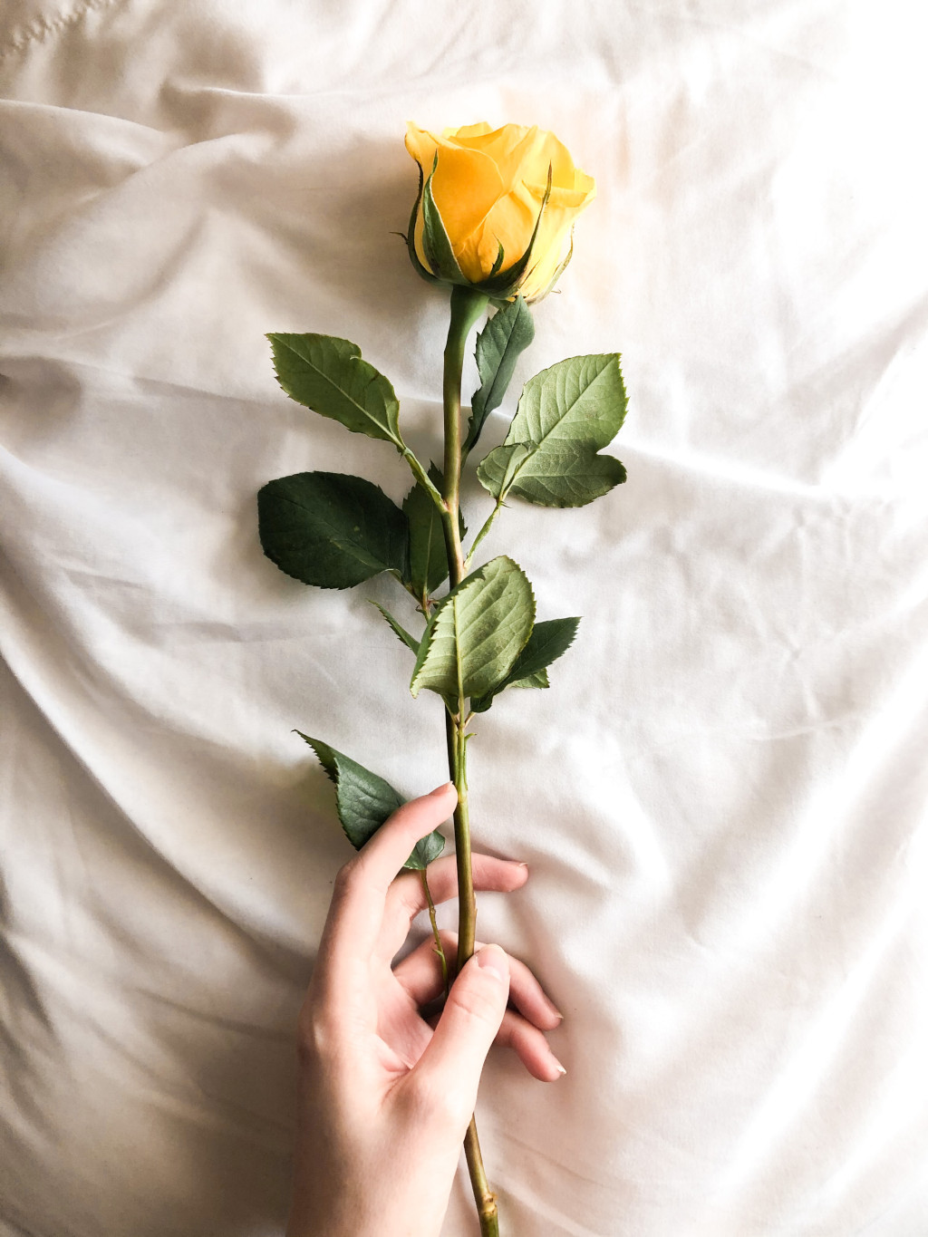El significado de las rosas amarillas