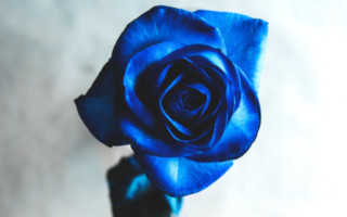 rosas azules significado
