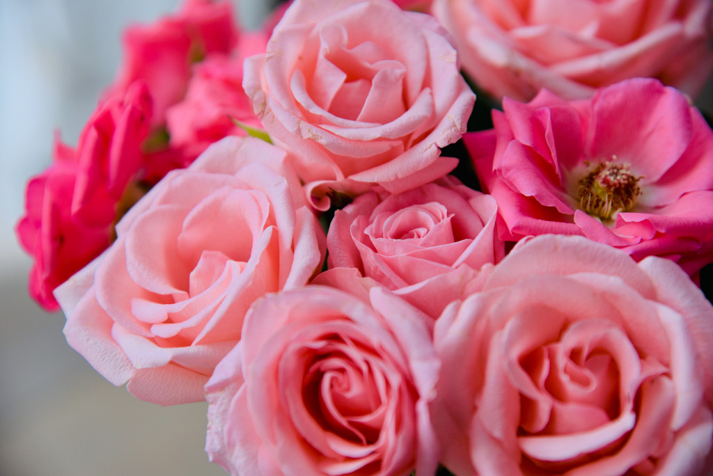 rosas pink
